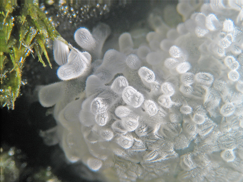 Ceratiomyxa fruticulosa